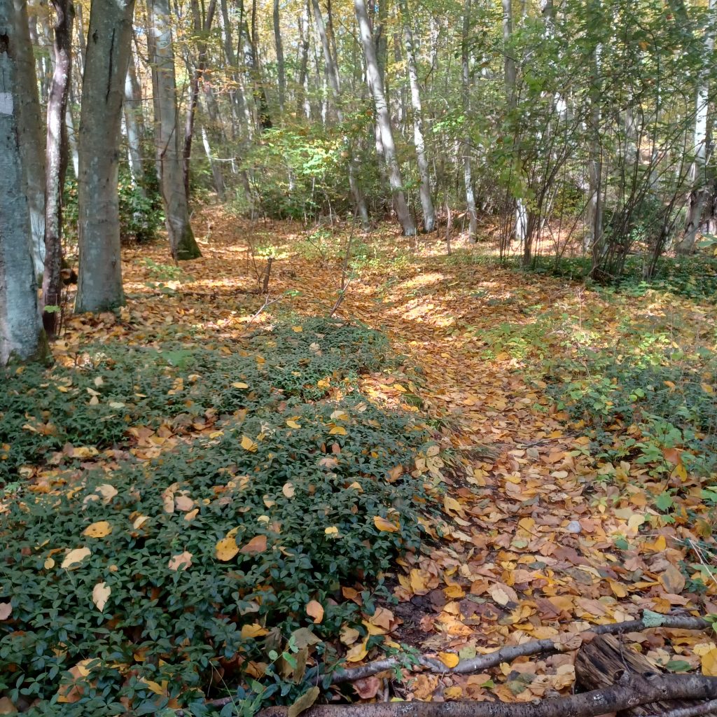 Cold Spring Harbor Trail