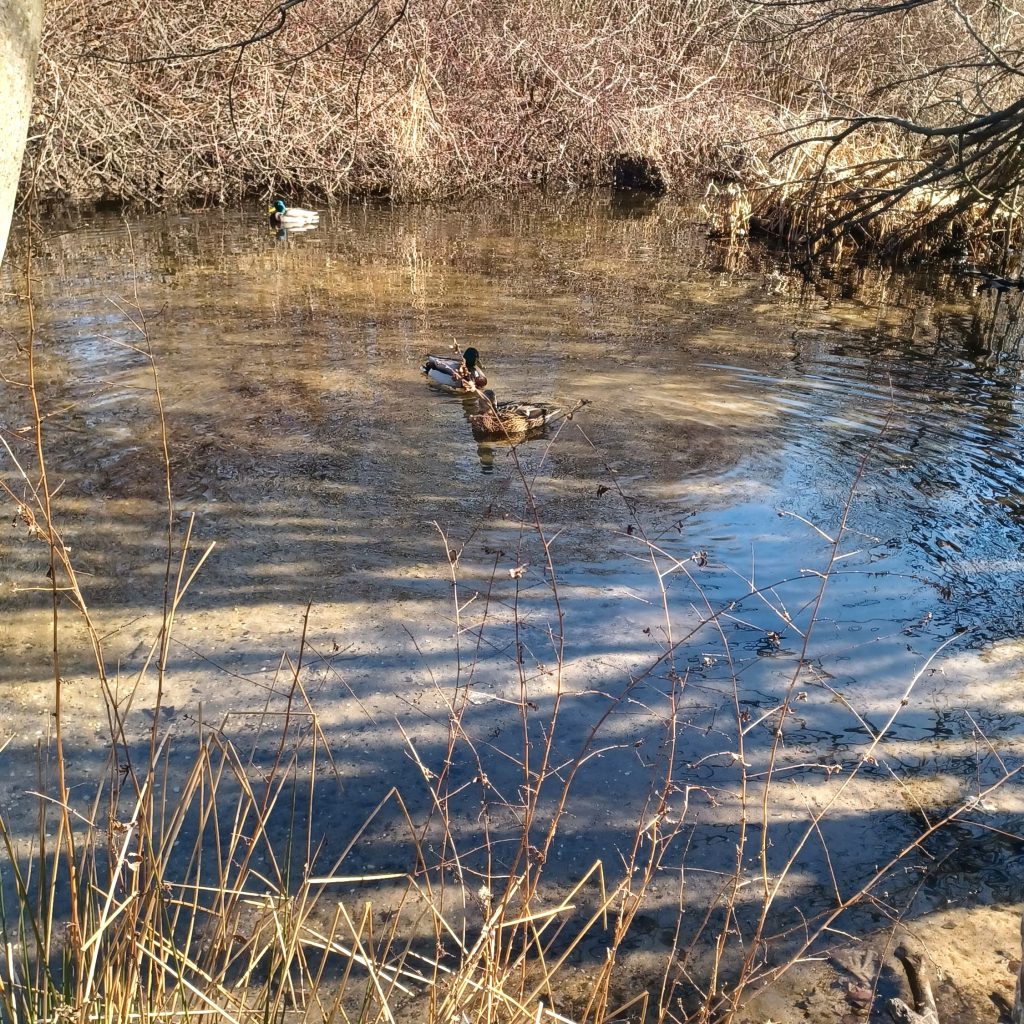 Massapequa Preserve