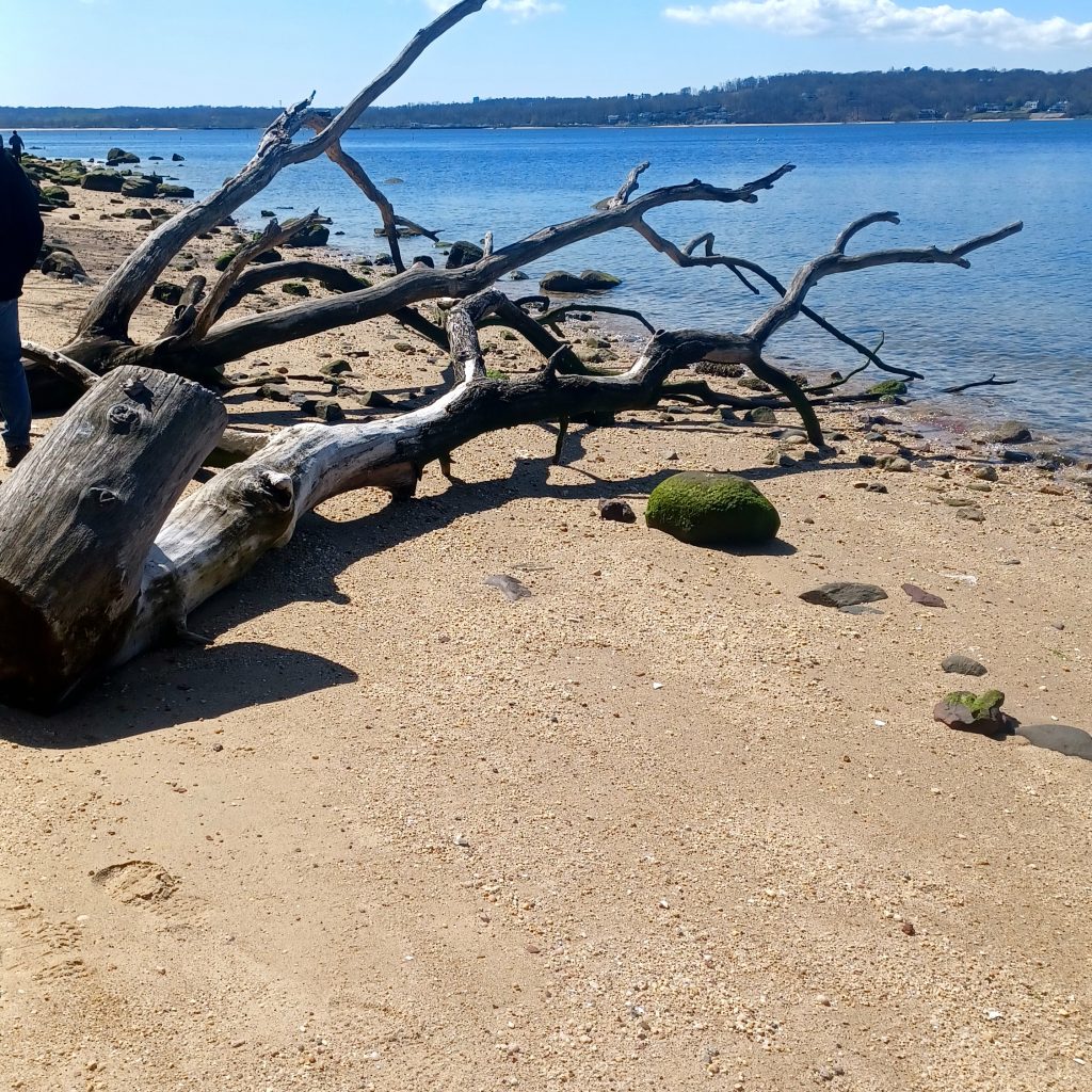 Garvies Point Preserve