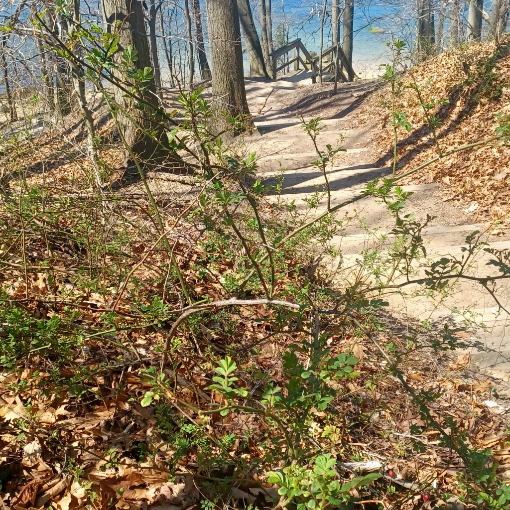 Garvies Point Preserve