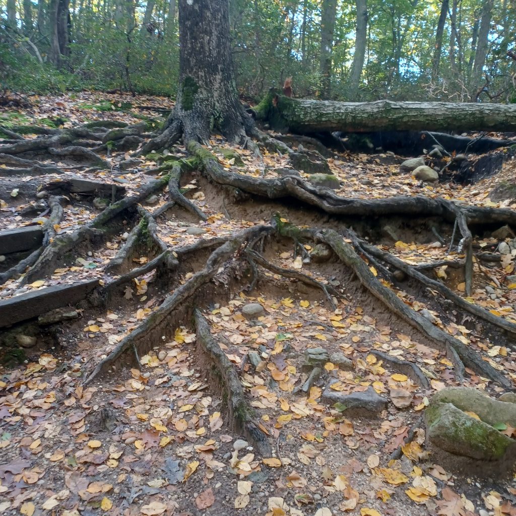 Cold Spring Harbor State Park