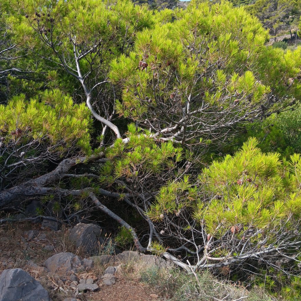 Cala Deia Hike