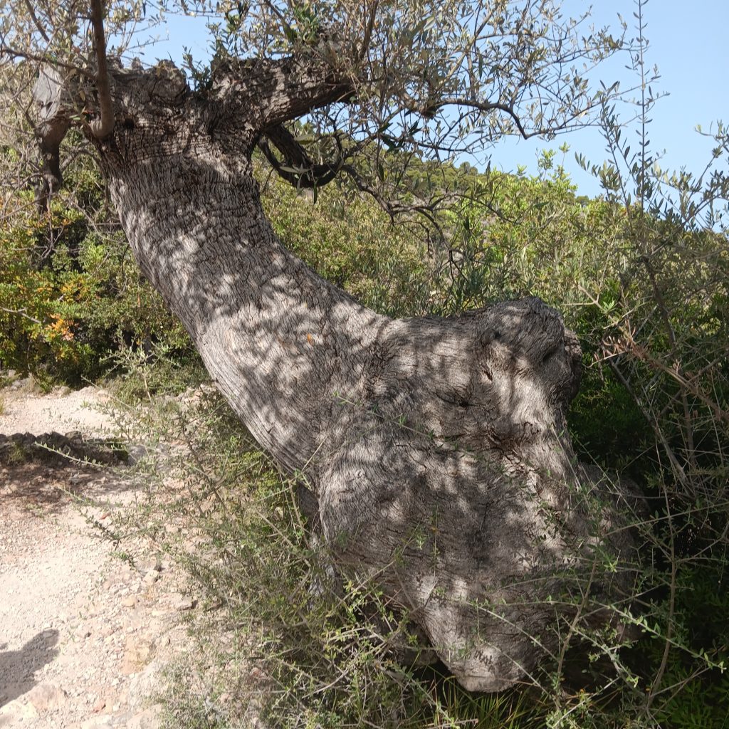 Cala Deia Hiking