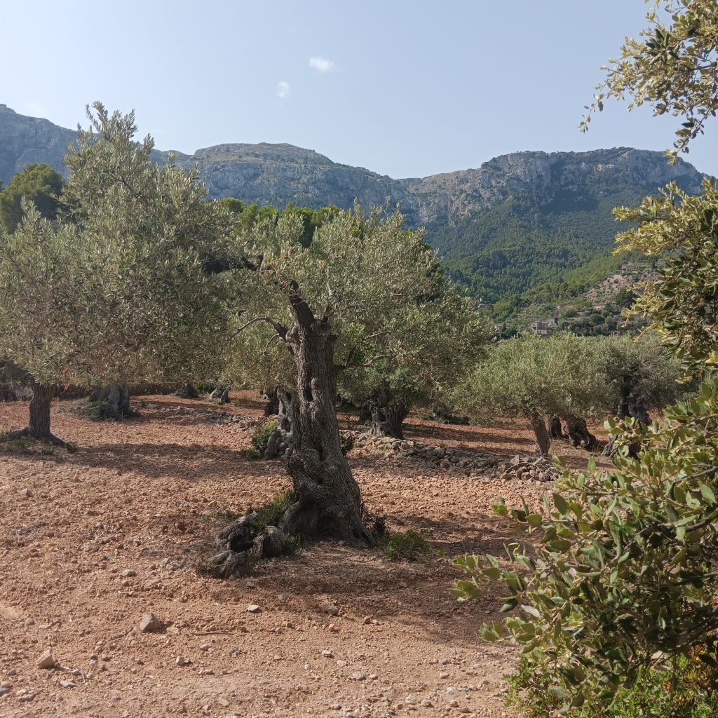 Cala Deia Hiking