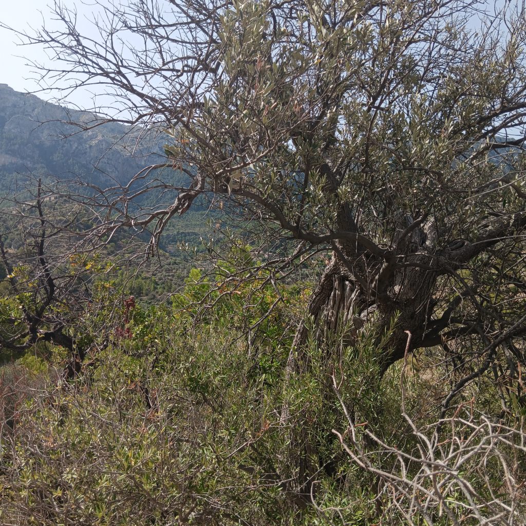 Cala Deia Hike