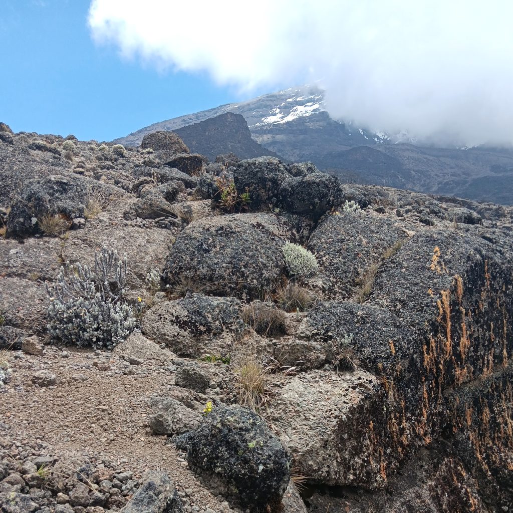 Kilimanjaro