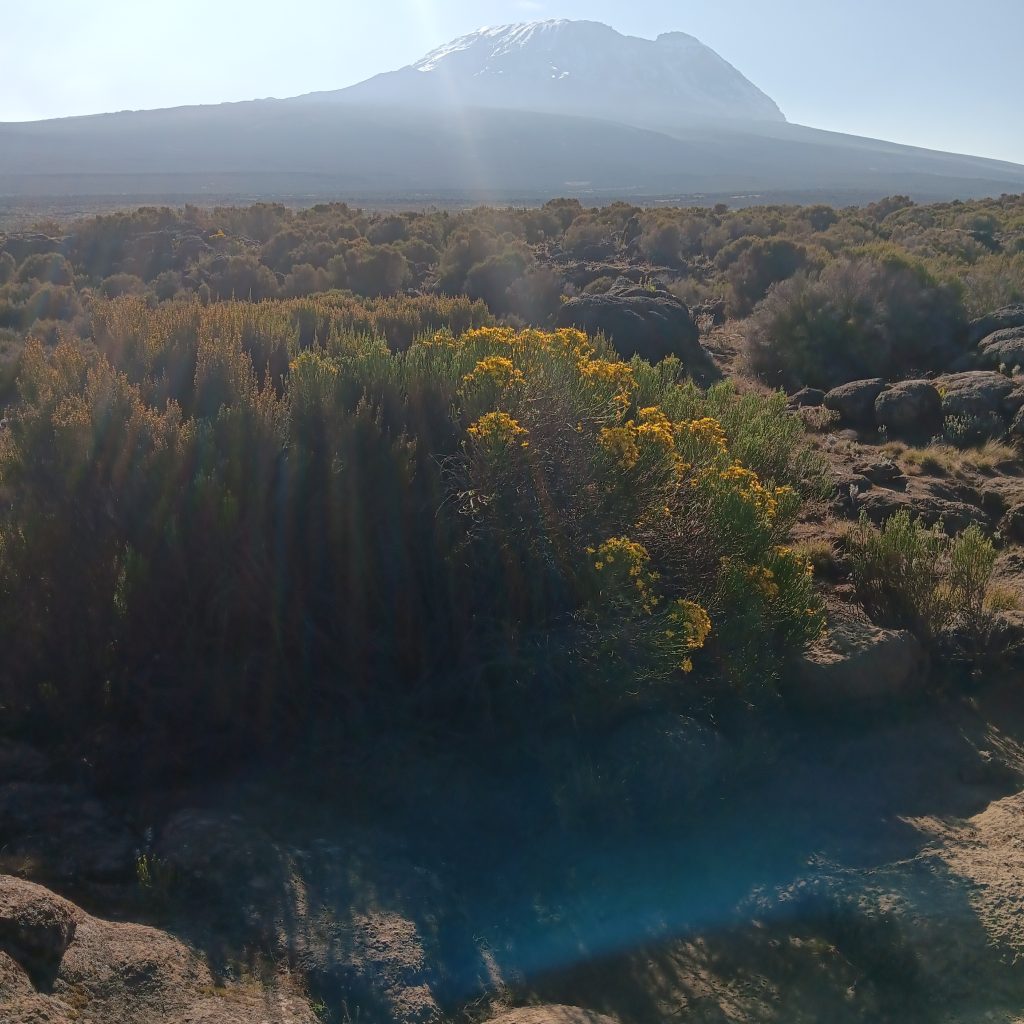 Kilimanjaro
